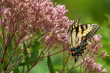 An Eastern Tiger Swallowtail Butterfly feeding on pink flowers