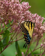 An Eastern Tiger Swallowtail Butterfly feeding on pink flowers