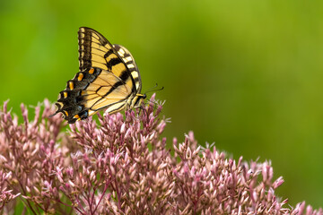 An Eastern Tiger Swallowtail Butterfly feeding on pink flowers