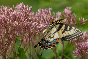 An Eastern Tiger Swallowtail Butterfly feeding on pink flowers