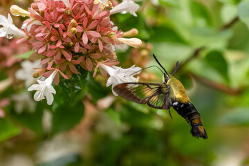 A hummingbird moth feeding on a white flower
