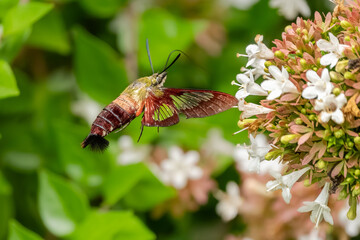 A hummingbird moth feeding on a white flower