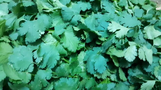 Coriander leaves as a curry favour seasoning vegetable. Healthy nutritional green coriander leaf video footage. Coriander plant medicinal culinary harb. 