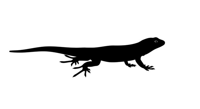 elegant black lizard silhouette transparent png for minimalist designs