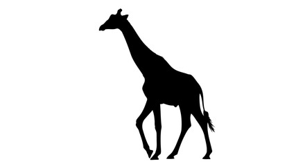 Obraz premium elegant giraffe silhouette transparent vector icon for african safari designs