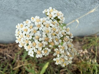 Schafgarbe Spierstrauch Gamander Spiraea Rosaceae Achillea Schafgarben Asteraceae Heilpflanze Kraut...