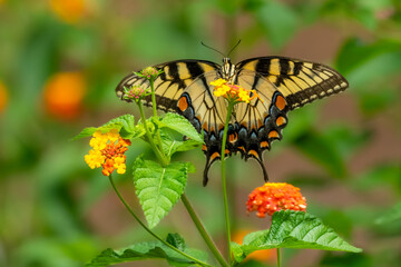 An Eastern Tiger Swallowtail Butterfly feeding on a lantana flower