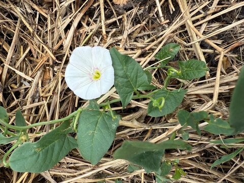 Zaunwinde Calystegia Ackerwinde Winde Convolvulus macrostegia Greene silvatica Silberwinde Winde field hedge bindweed meadow wood silver white grass rosa becher trichter cup funnel hecke hedge