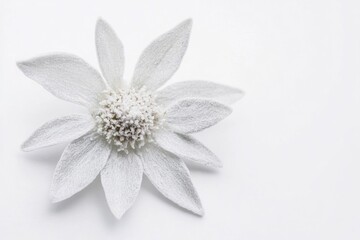 A pristine, single white flannel flower with fuzzy petals and a textured center, set against a minimalist white background.