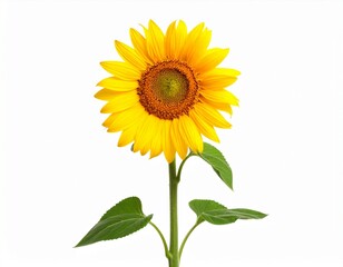 Naklejka premium Single Sunflower Stem, High-Detail Botanical Photography, Yellow Petals on White Background