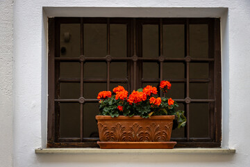 Minimalistic image of a window with a flower pot on the window sill containing bright red flowers.