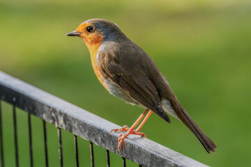 Robin On A Metal Gate