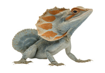 Obraz premium Lizard with Frill on Neck Isolated on Transparent Background