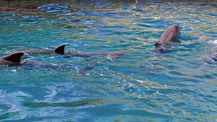 dolphins in the water