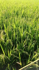 Green Rice Field Under Bright Sunlight in Natural Setting