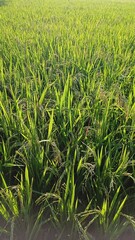 Obraz premium Lush Green Rice Field Under Bright Sunlight in Rural Landscape