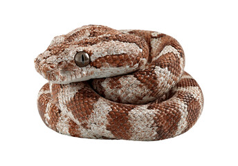 Obraz premium Scaled Snake on Transparent Background in Isolated Side View Display