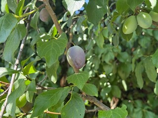 Steppe cherry Prunus fruticosa Susinenbaum oat plum apple sour cherry oat sloe almond Alpine plum tree Mirabelle American plum berry apple rock cherry bird cherry Steppenkirsche Prunus fruticosa Susin