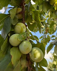Steppe cherry Prunus fruticosa Susinenbaum oat plum apple sour cherry oat sloe almond Alpine plum tree Mirabelle American plum berry apple rock cherry bird cherry Steppenkirsche Prunus fruticosa Susin