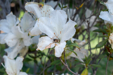 Detailed close-up of delicate white flower with green foliage in the Japanese garden of Colomos Forest, Guadalajara, Jalisco