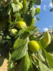 Obraz premium Steppe cherry Prunus fruticosa Susinenbaum oat plum apple sour cherry oat sloe almond Alpine plum tree Mirabelle American plum berry apple rock cherry bird cherry Steppenkirsche Prunus fruticosa Susin