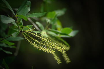 caterpillar on a leaf