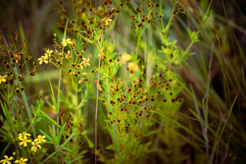 autumn leaves in the grass