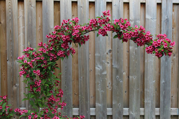 Arching flowering tree bush branch with old fence  with flowers for baby pictures ideas