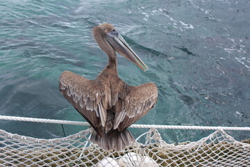 Pelican bird sitting on boat bridge edge with net in water sea ocean