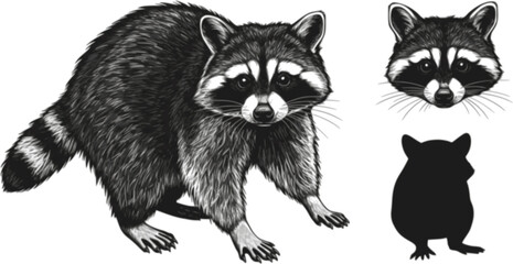 Obraz premium A Curious Raccoon: A detailed illustration of a raccoon. Perfectly capturing the charming and inquisitive nature of this animal.