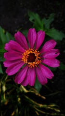 Obraz premium Magenta or purple zinnia elegance flower close up 