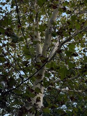 tree in the park