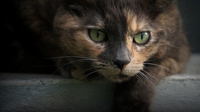 Close-up portrait of a tortoiseshell cat with green eyes, looking intently forward - Powered by Adobe