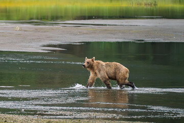 Solitary brown bear with reflection in the river of Lake Clark National Park of Kenai Peninsula, Alaska