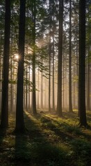 Obraz premium Mystical forest with sun rays shining through the trees in the morning