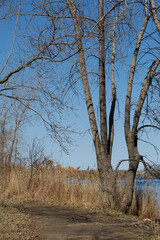 strolling through an urban park in early spring