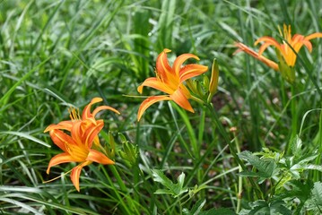 Fototapeta premium Hemerocallis fulva (Orange daylily) flowers. Asphodelaceae perennial bulbous. Orange single flowers with six petals bloom in summer. The buds are used as herbal medicine and as food.