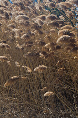 the plant of Phragmites australis in parc urban