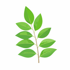 Obraz premium eucalyptus leaves on branch isolated on white