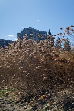 the plant of Phragmites australis in parc urban