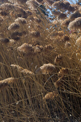 the plant of Phragmites australis in parc urban