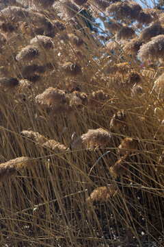 the plant of Phragmites australis in parc urban