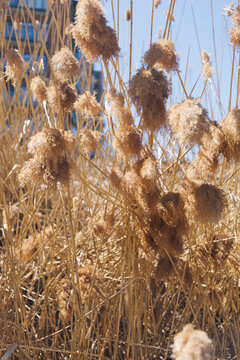 the plant of Phragmites australis in parc urban