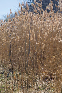 the plant of Phragmites australis in parc urban