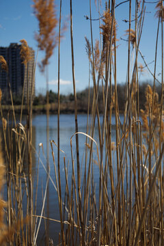 the plant of Phragmites australis in parc urban