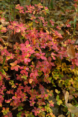 Close-up of colorful autumn leaves background