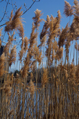 Fototapeta premium the plant of Phragmites australis in parc urban