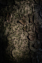 tree bark texture