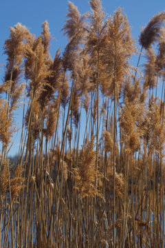 the plant of Phragmites australis in parc urban