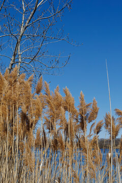 the plant of Phragmites australis in parc urban